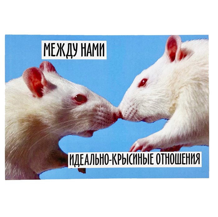 Открытка "Крыски" 1797 - фото 4906